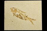 Bargain, Fossil Fish (Knightia) - Green River Formation #183149-1